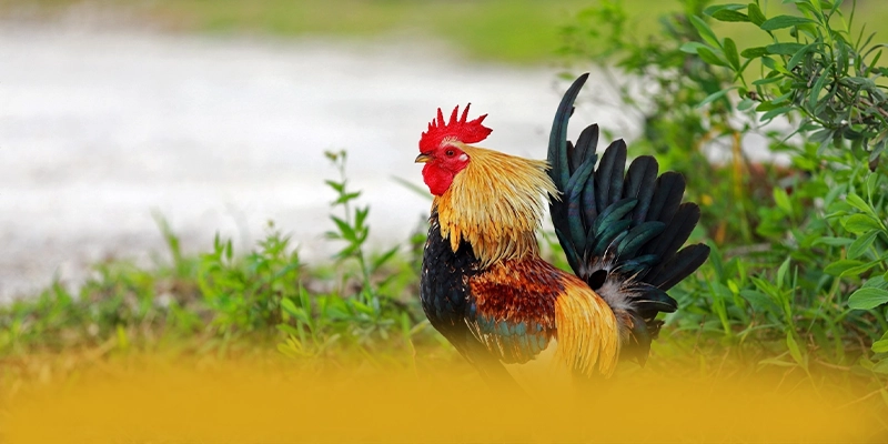 tỷ lệ kèo bóng đá - Lời khẳng định với đầy đủ ưu điểm nổi bật.