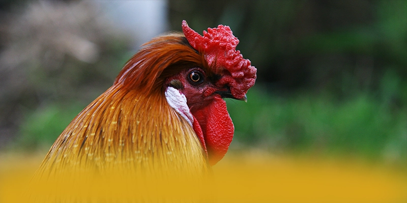 W88 – Cổng giải trí uy tín số 1, được người chơi yêu thích.