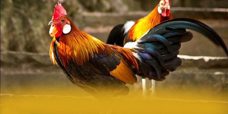 WIN79 - Cổng game minh bạch được đánh giá cao – Tìm hiểu thêm về WIN79 WIN79 - Cổng game minh bạch được đánh giá cao – Tìm hiểu thêm về WIN79