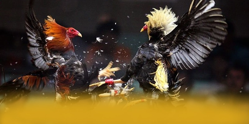 FAFA191 - Thương hiệu sở hữu top trò chơi nổi bật 2025 – Khám phá sản phẩm hấp dẫn của FAFA191