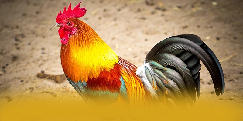 RR99 - Lời khẳng định dành cho người chơi.