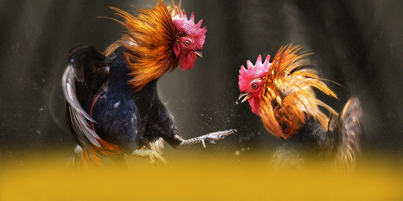 Khám phá ngay UU88 - Cổng game bài được tin dùng trên thị trường
Khám phá ngay UU88 - Cổng game bài được tin dùng trên thị trường