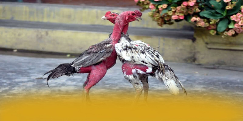 UU88 - Ứng dụng giải trí được đánh giá cao về độ tin cậy được giới chuyên môn đánh giá cao – Khám phá hệ thống bảo mật tại UU88 UU88 - Ứng dụng giải trí được đánh giá cao về độ tin cậy được giới chuyên môn đánh giá cao – Khám phá hệ thống bảo mật tại UU88